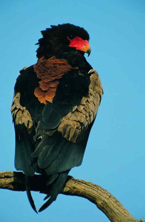 吃蛇的猛禽蛇雕——短尾雕 吃蛇的猛禽蛇雕——短尾雕