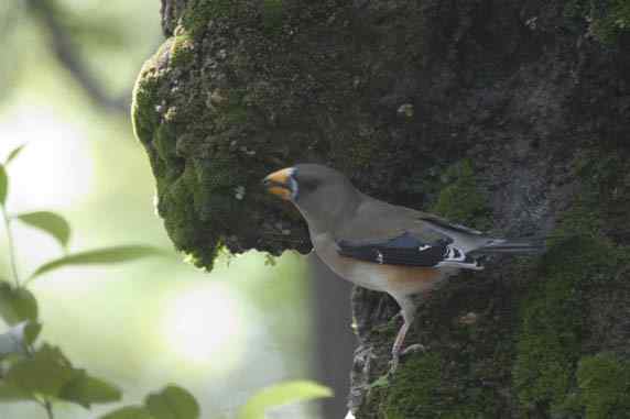 文殊院鸟儿快乐饮水