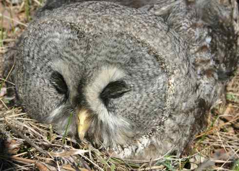 [组图]被老鼠毒死的乌林鸮