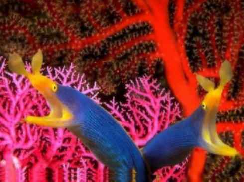 自然奇观：动物大迁徙(鳗鱼)