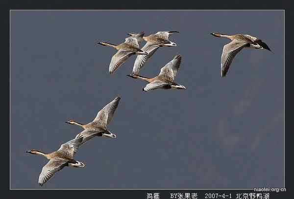 北京野鸭湖观鸟