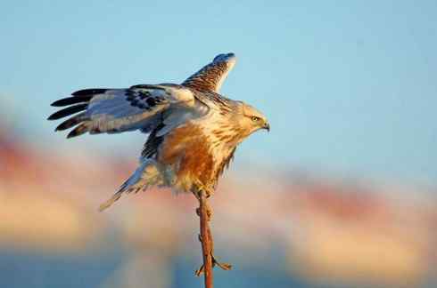 黄昏中的毛脚狂