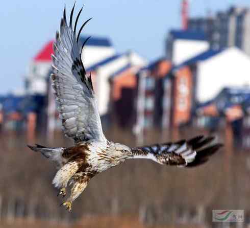 观鸟摄影之趣——人与鵟