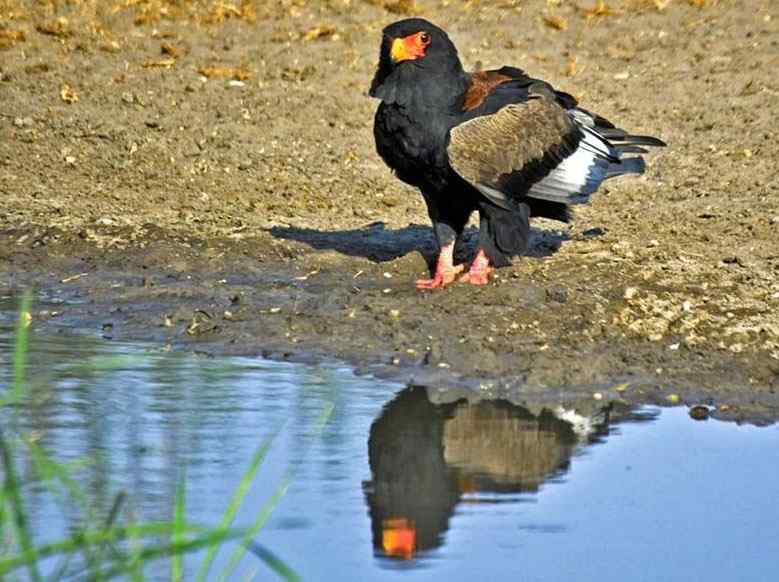 吃蛇的猛禽蛇雕——短尾雕 吃蛇的猛禽蛇雕——短尾雕