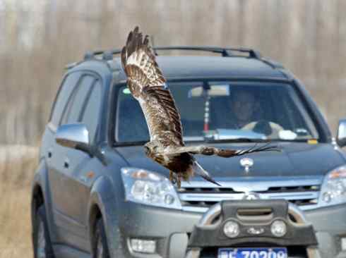 观鸟摄影之趣——人与鵟