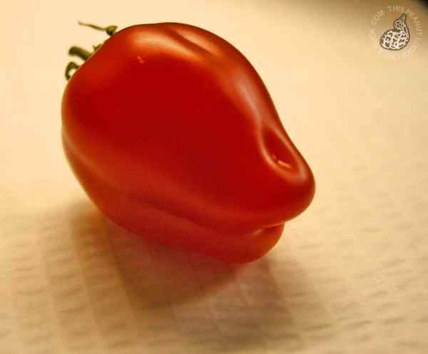 长得像鸭子的西红柿