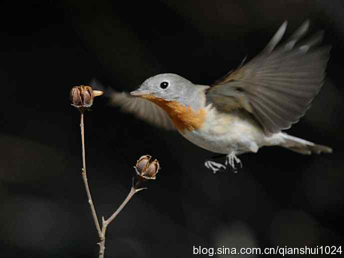 不愁吃喝的小鸟.红胸姬鹟(圆明园)