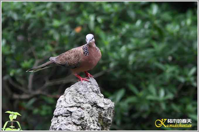 记录鈥満诹吃腽题潯菊掌