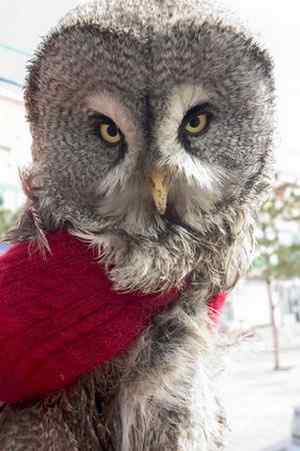 [组图]被老鼠毒死的乌林鸮