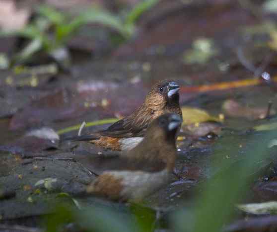 文殊院鸟儿快乐饮水