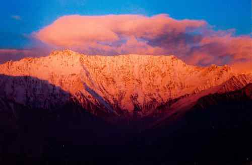 美丽的白马鸡 美丽的白马鸡