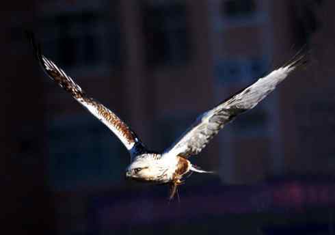 [组图]毛脚鵟飞翔的英姿