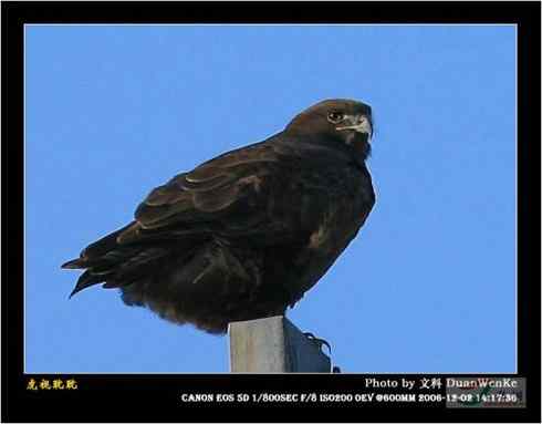 鸟中豪豹大鵟 鸟中豪豹大鵟