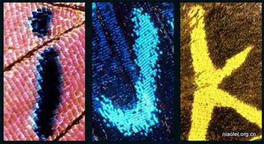 蝴蝶翅膀上的26个英文字母 历时24年拍摄