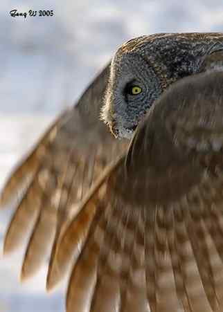 图说乌林鸮的消音器