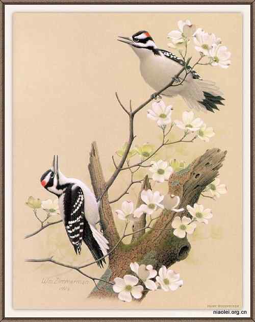 手绘画第6辑——美丽啄木鸟
