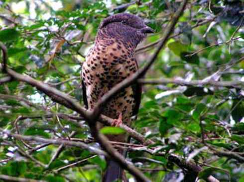 绝色攀禽：佛法僧目