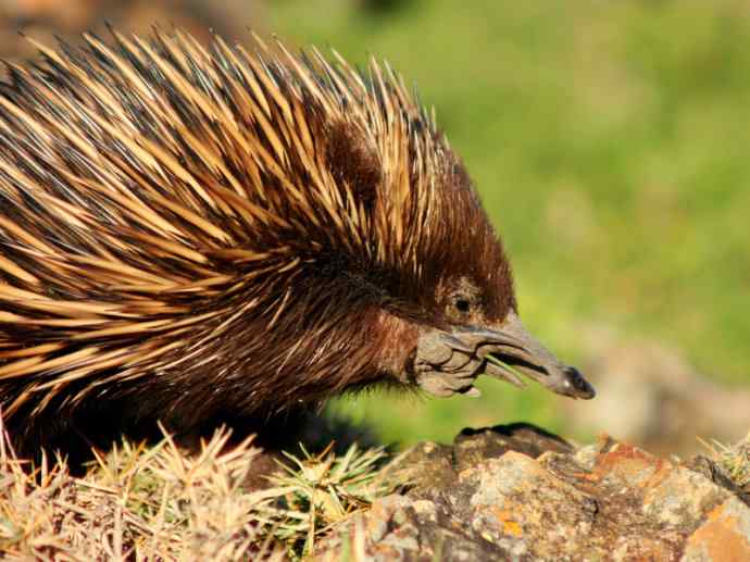盘点十二大著名食蚁动物：短吻针鼹