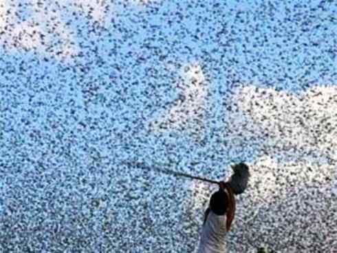 自然奇观：动物大迁徙(东亚飞蝗）