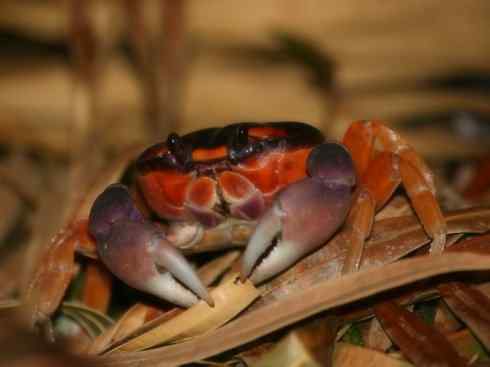 自然奇观:动物大迁徙(红蟹) 自然奇观:动物大迁徙(红蟹)