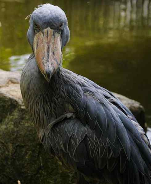 猎奇：奇特的鸟喙之一