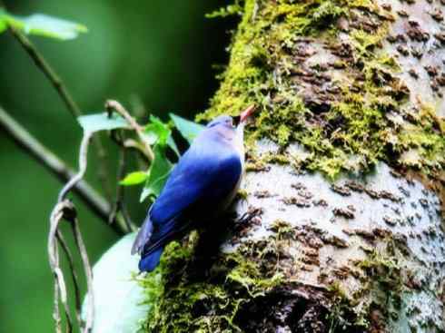 美丽无罪：雀鸟之欣赏