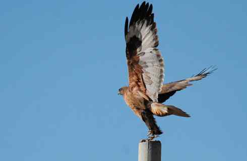 鸟中豪豹大鵟 鸟中豪豹大鵟