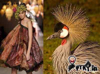 时装模特 VS 鸟儿模特