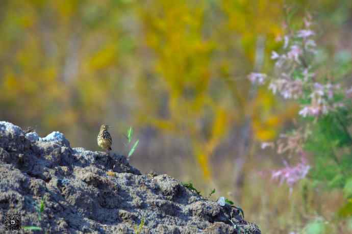 一组野鸭湖的小林鸟