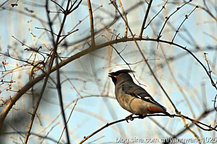 大观园飞来太平鸟