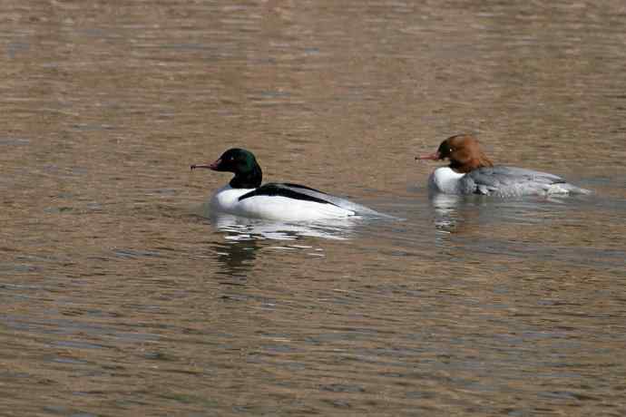 《白河湾的鸭子与十渡的白鹡鸰》
