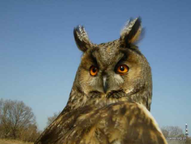 网友放生猫头鹰