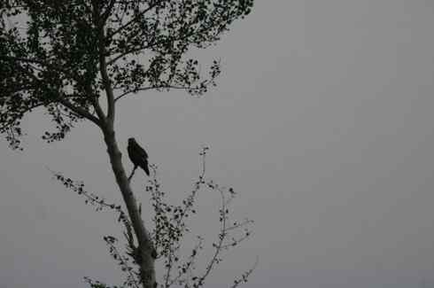林甸草原上的阿穆尔隼 林甸草原上的阿穆尔隼