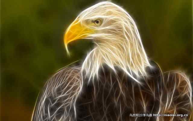 光线描绘宽屏鸟类壁纸