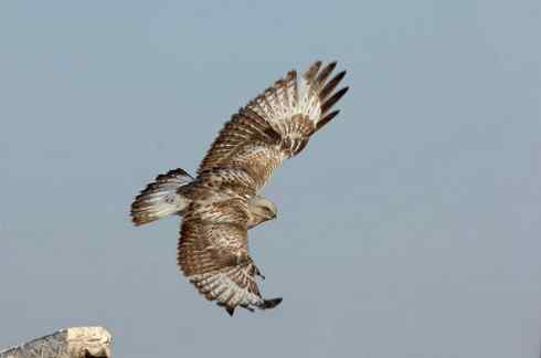 遨游天空 毛脚狂奔放飞翔