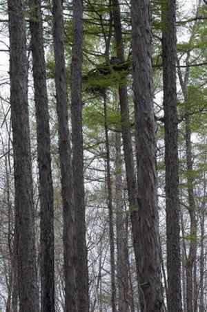 [组图]乌林鸮 Great Grey Owl的巢