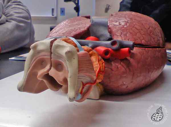 长得像鸭子的肺模型