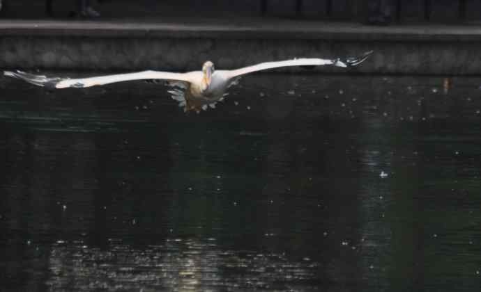 再拍大鹈鹕 wbr wbr4 再拍大鹈鹕 wbr wbr4