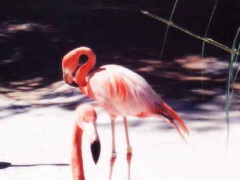 猎奇：奇特的鸟喙之二