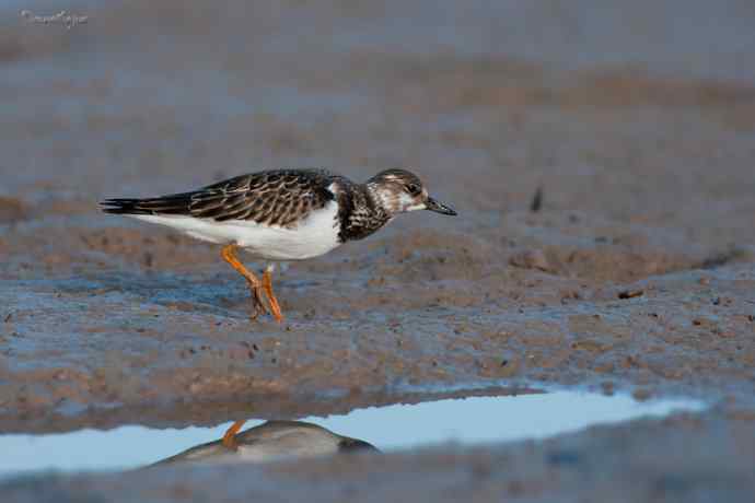 野鸭湖的秋天.翻石鹬 野鸭湖的秋天.翻石鹬