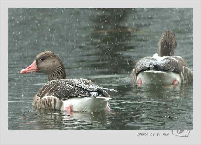 北京动物园水禽（2009-11-12）