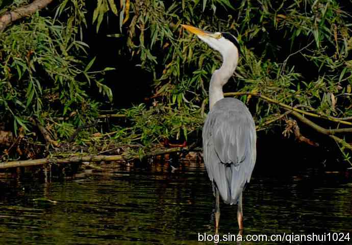 一只漂亮的苍鹭(稻香湖) 一只漂亮的苍鹭(稻香湖)