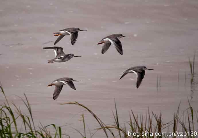 翘嘴鹬飞经小洋口（组图，10张图片）