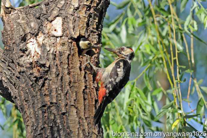父子情深的大斑啄木鸟（2）