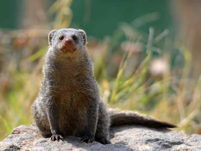 盘点十二大著名食蚁动物:食蚁兽 盘点十二大著名食蚁动物:食蚁兽
