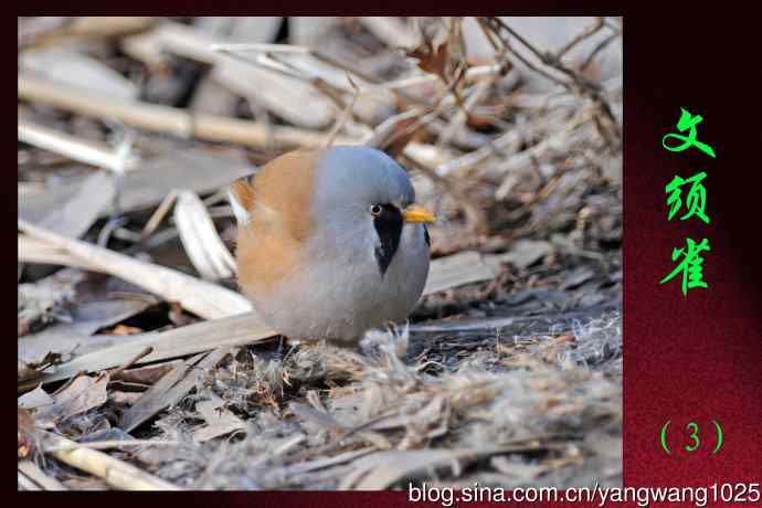 北京天坛公园的鸟类——文须雀（3）