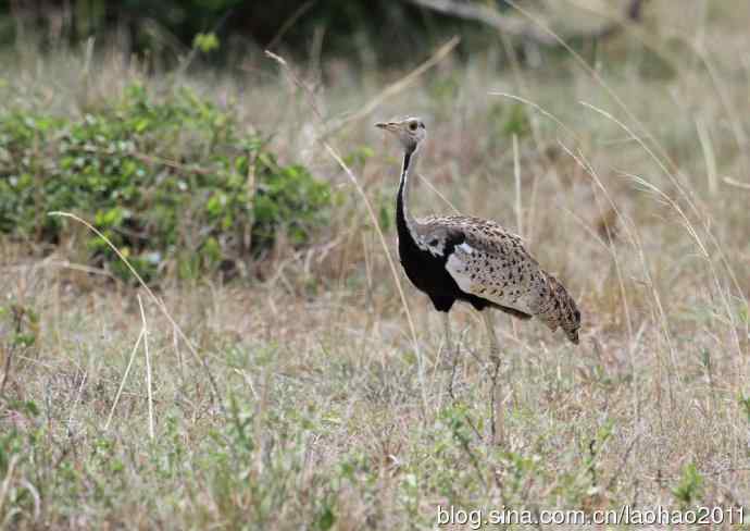 斑鼠鸟 wbr黑腹鸨 wbr黄喉沙鸡