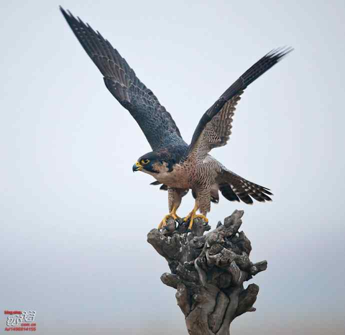 官厅水库拍鸟——世界上飞行甚快的鸟：游隼