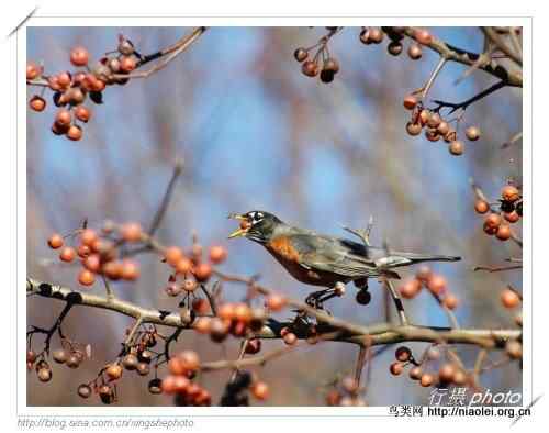 北美知更鸟, American Robin