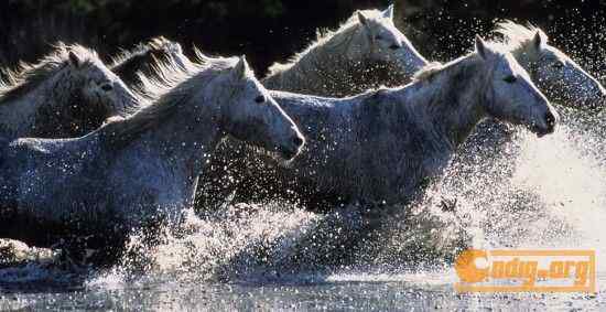 [组图]沃尔夫(Wolfe)动物摄影艺术精选